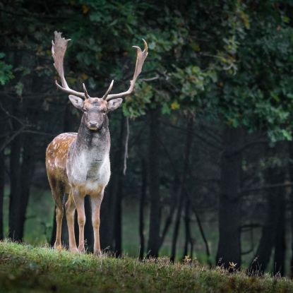 Jagdgenossenschaft Erlstätt: Einladung zum Jagdausflug, © canva Jagdgenossenschaft Erlstätt: Einladung zum Jagdausflug, © canva
