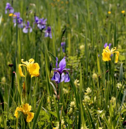 Grabenst&auml;tter Moos Irisbl&uuml;te &copy; Sepp Niederbuchner