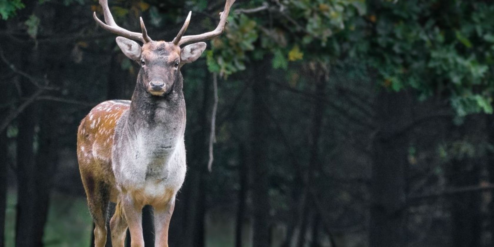 Jagdgenossenschaft Hirschbild, &copy; pixabay