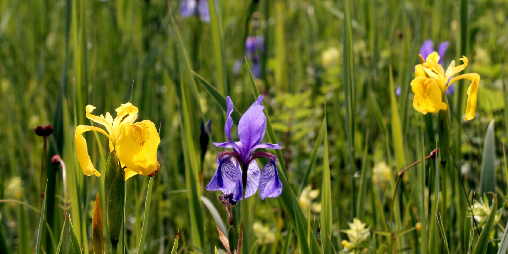 Grabenst&auml;tter Moos Irisbl&uuml;te &copy; Sepp Niederbuchner